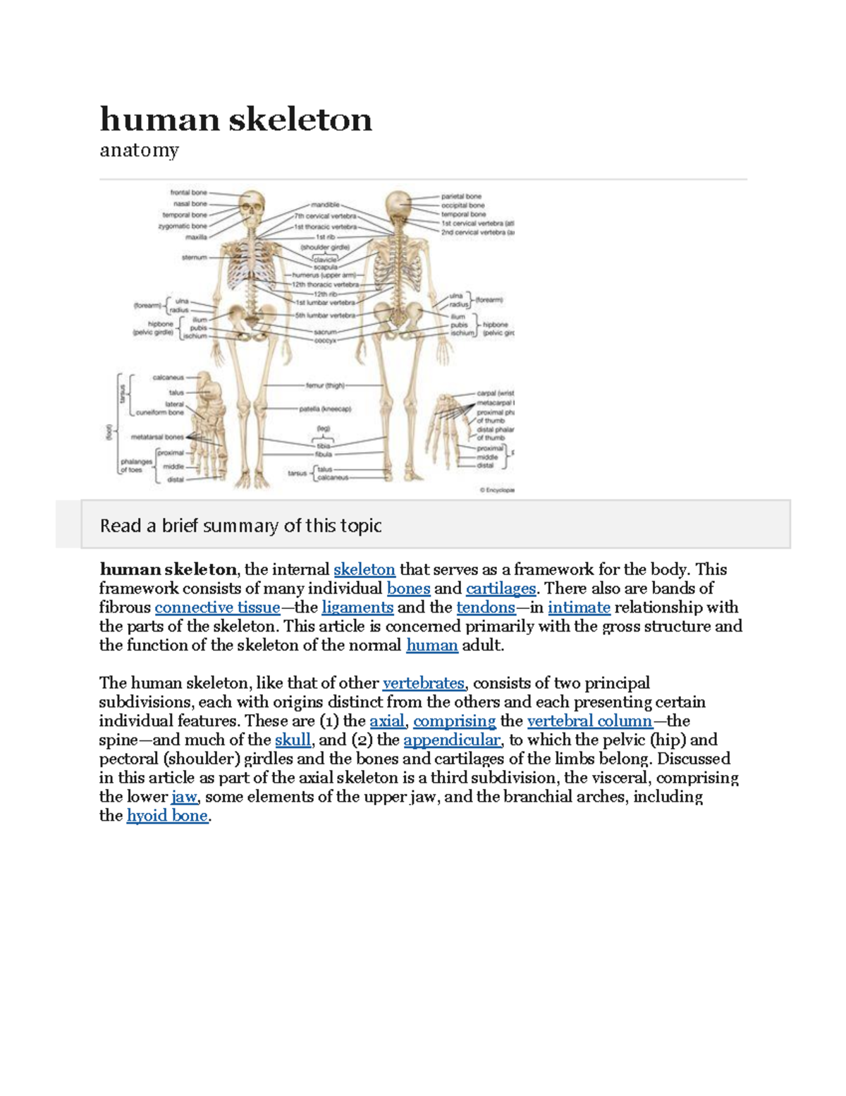 Parts of the Human Skeleton: Structure, Function, and Anatomy - Studocu