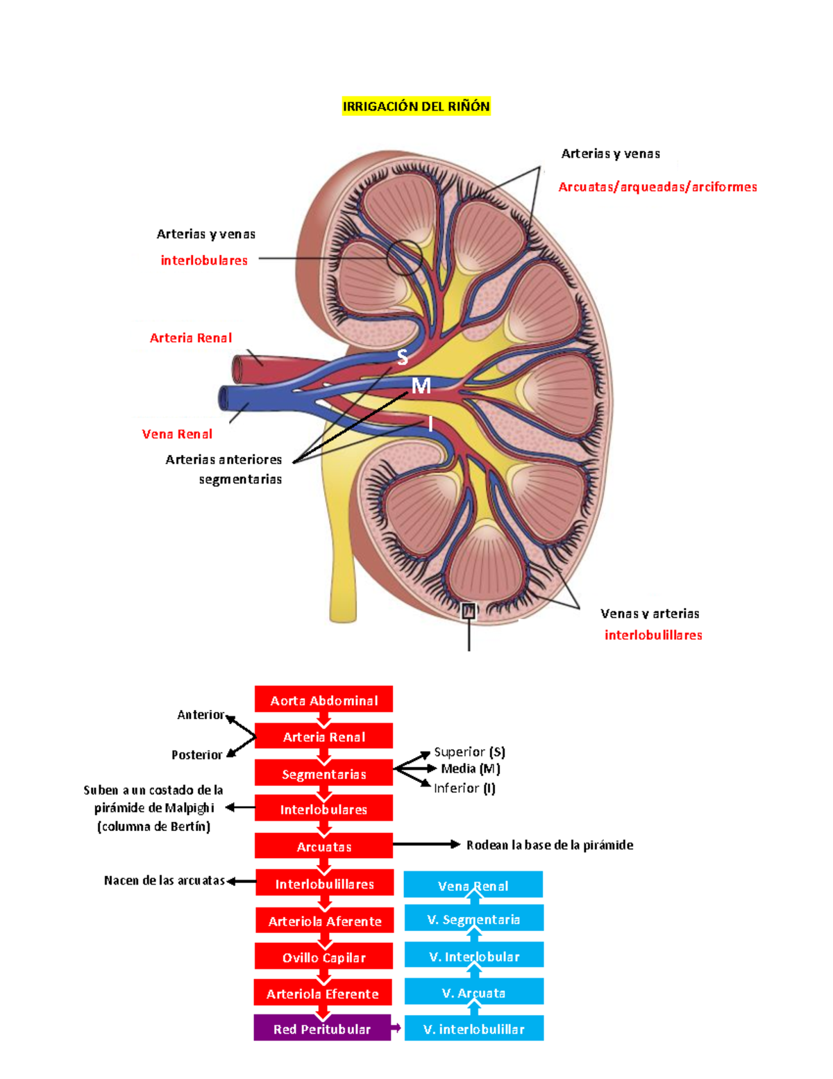 Anatomía De Las Arterias Renales Anatomía Y Fisiología Sistema