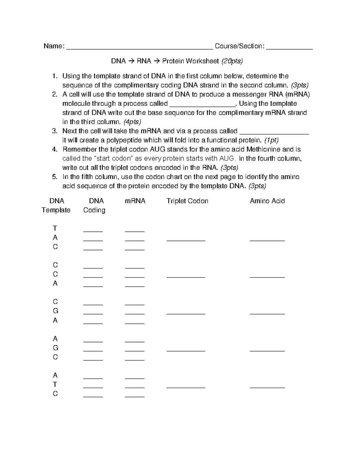 DNA and Protein Worksheet (20pts) - Coding & mRNA Sequences - Studocu