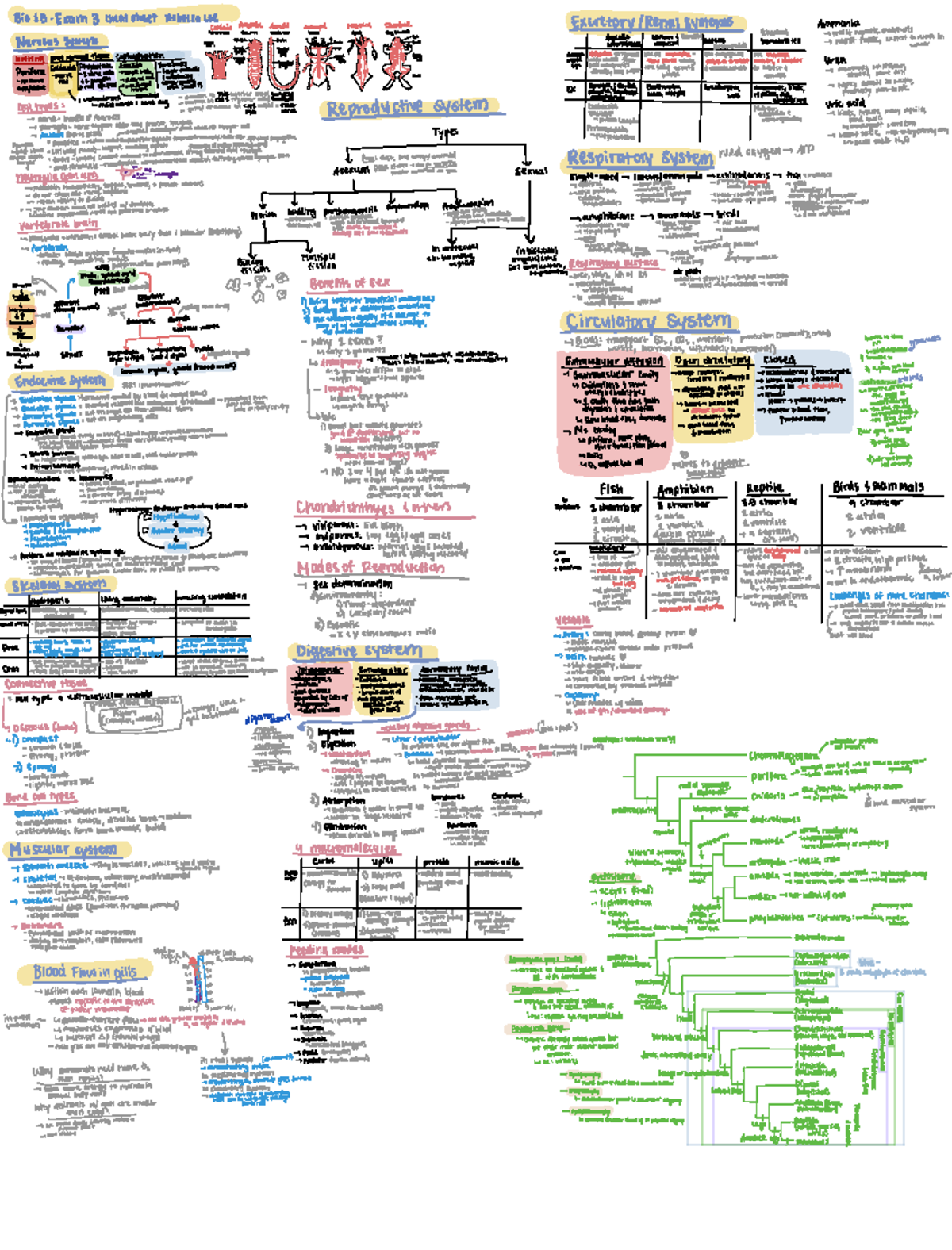 Bio 101 Exam 3 Cheat Sheet: Animal Excretory & Nervous Systems - Studocu