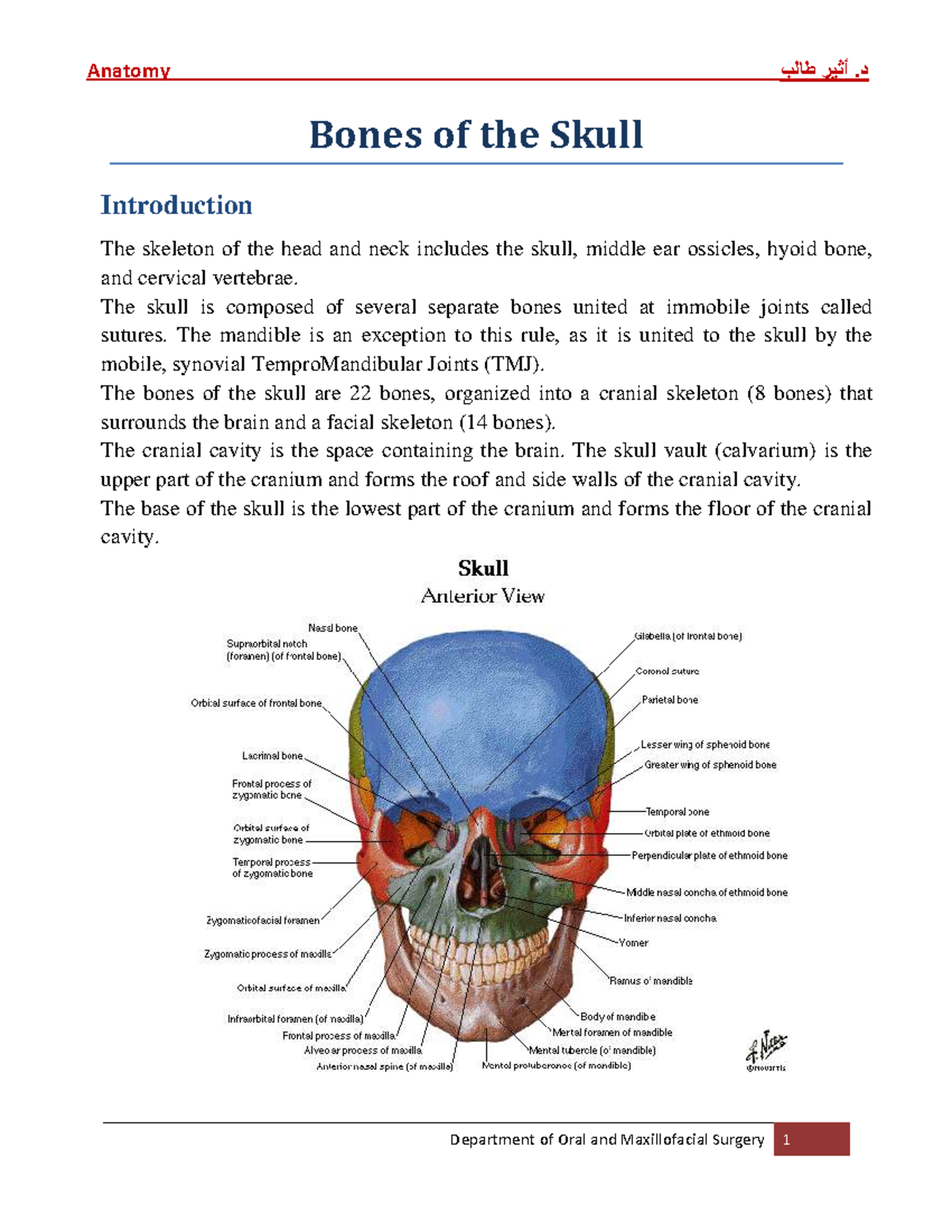 أثير Anatomy: Gross Anatomy of the Bones of the Head and Neck - Studocu
