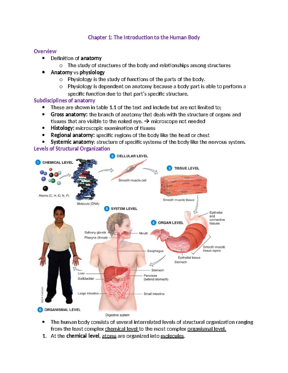Chapter 1: Overview of Human Body Anatomy and Physiology - Studocu