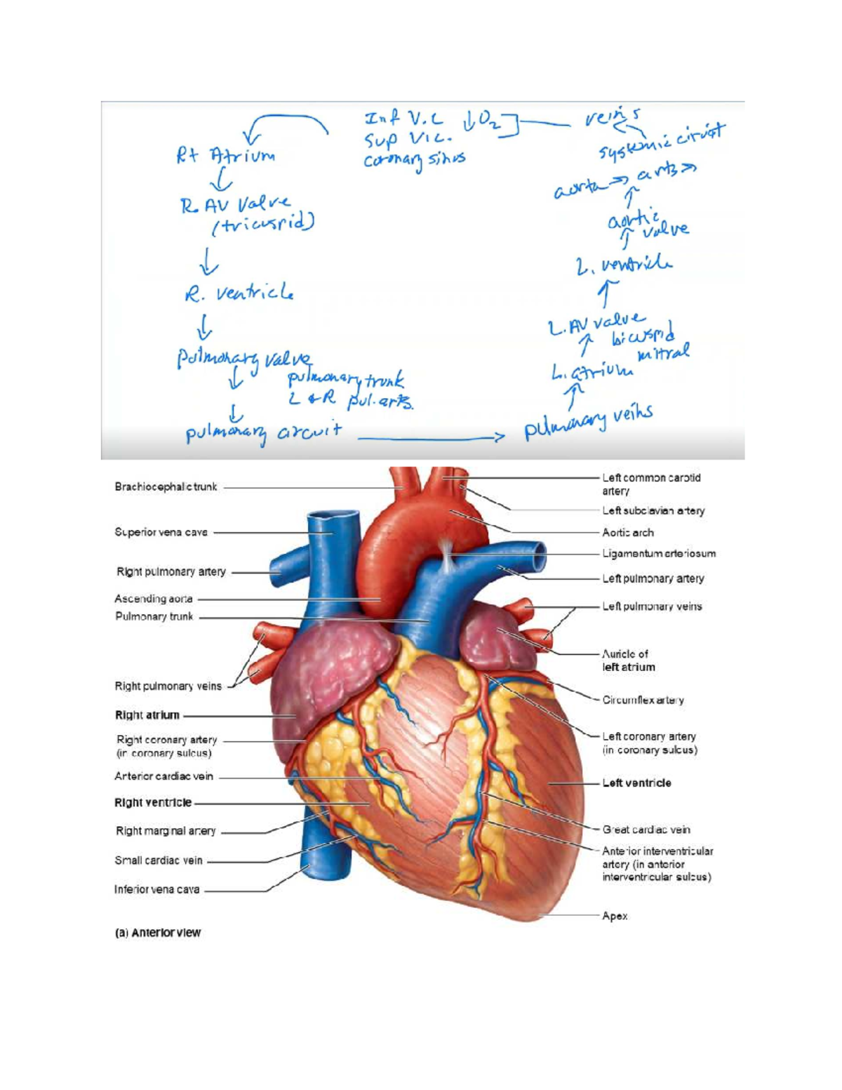 Final Exam Study Guide for Course Code: ANAT 101 - Heart Anatomy ...