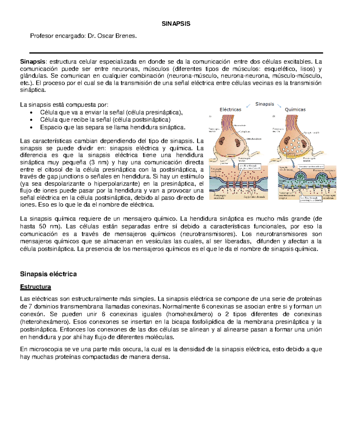 Sinapsis y Neurotransmisores: Apuntes del Dr. Oscar Brenes (5.1) - Studocu