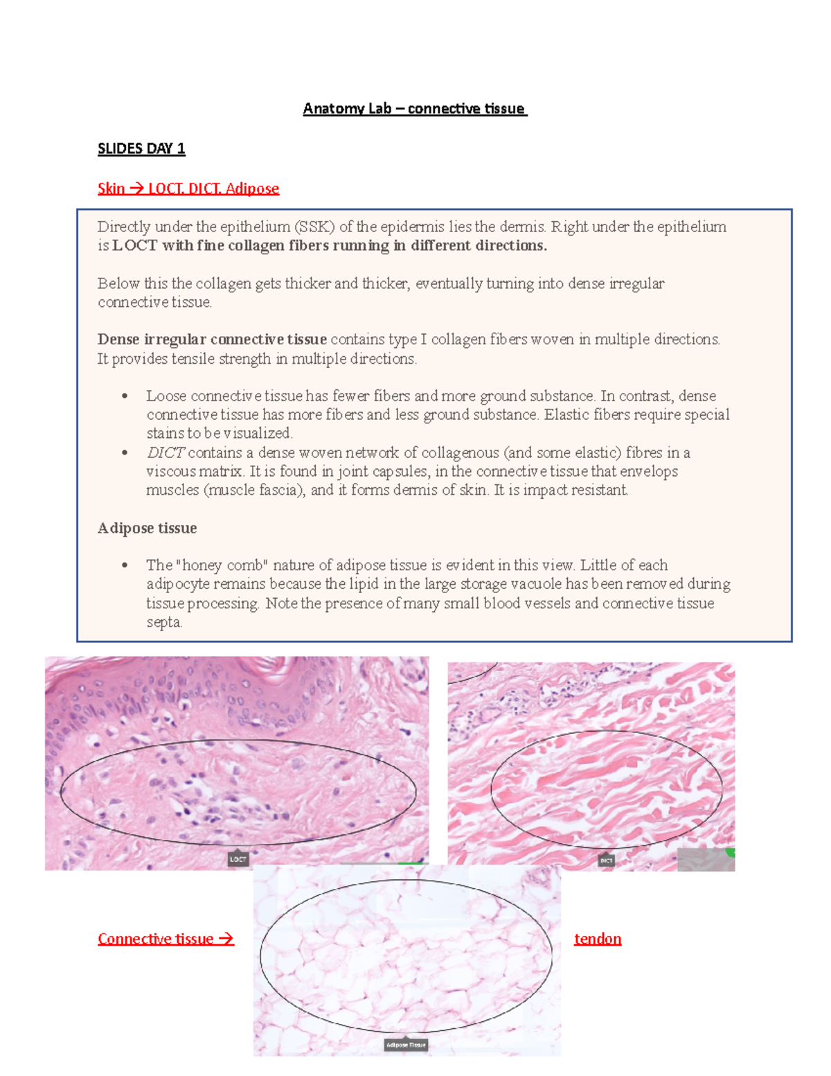 Anatomy Lab - Connective Tissue Overview & Key Notes - Studocu