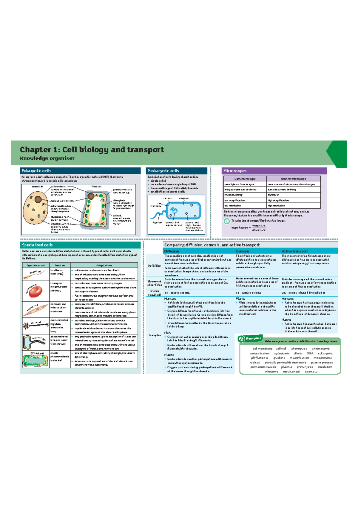 Biology class notes - Chapter 1: Cell biology and transport Knowledge ...
