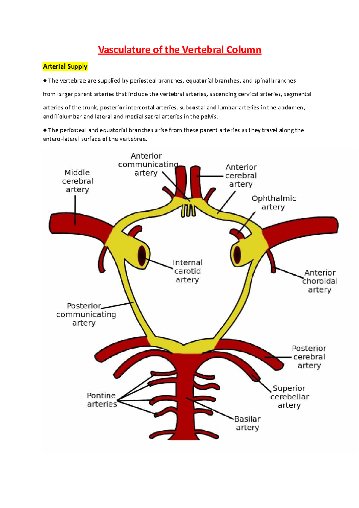 Vasculature of the Vertebral Column - Vasculature of the Vertebral ...