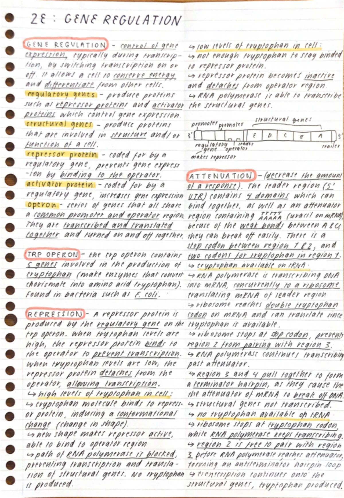 Antigen Presenting in the Third Line of Defense: Mind Map Overview ...