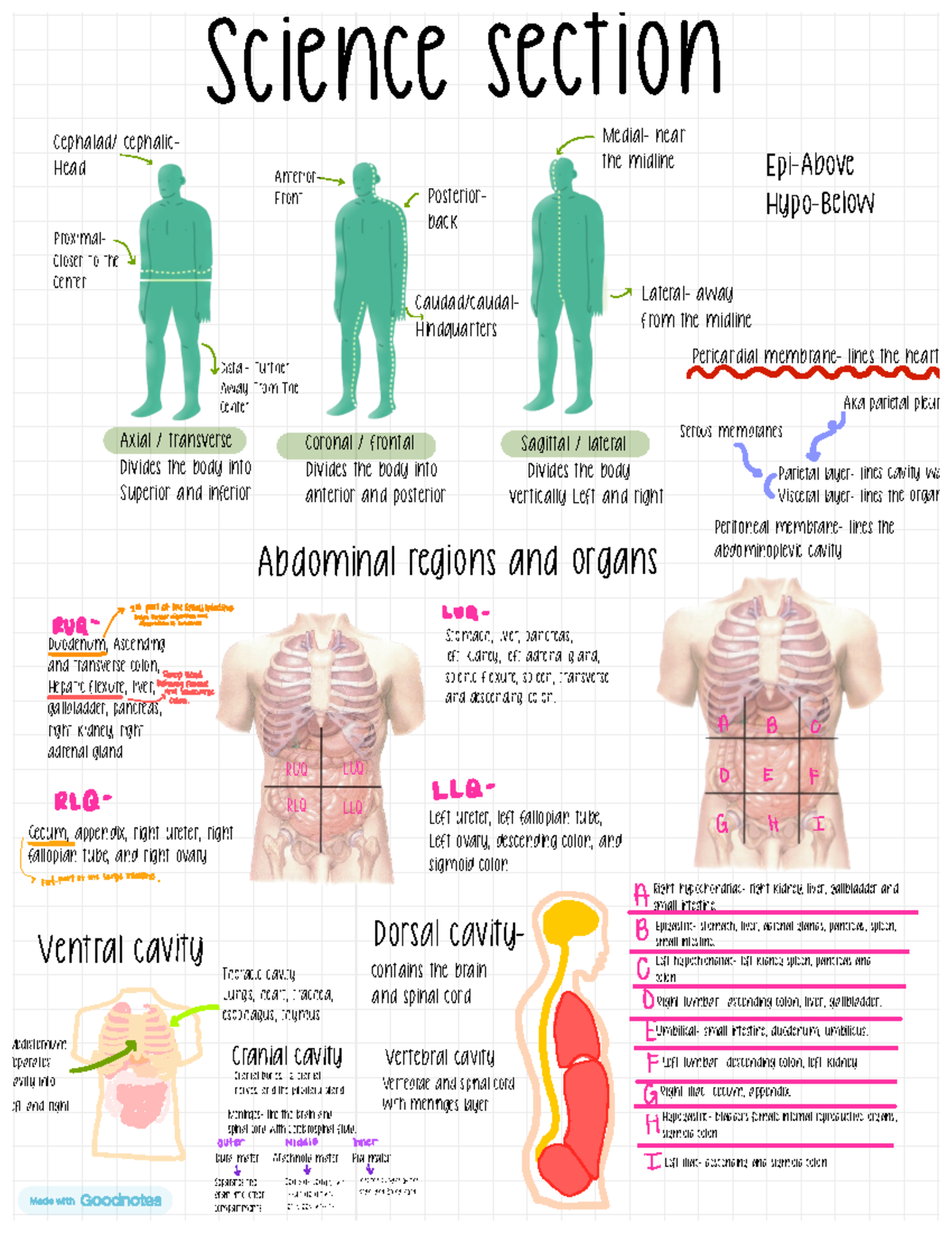 Body Regions And Organs