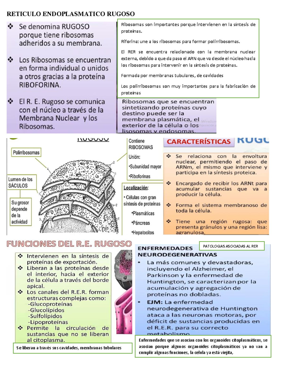 Notas sobre el Retículo Endoplasmático Rugoso y Aparato de Golgi - Studocu