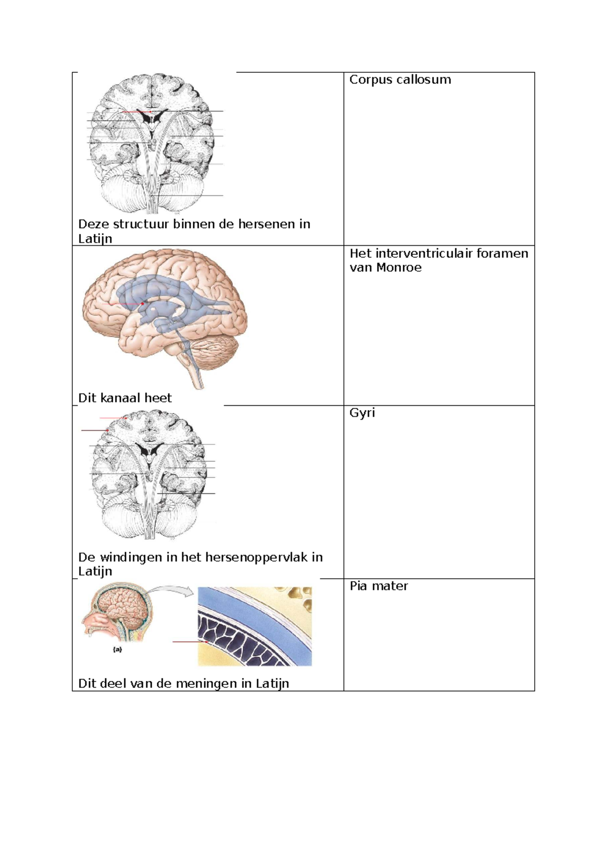 Flashcards over de zenuwen en hersenstructuren - Studocu
