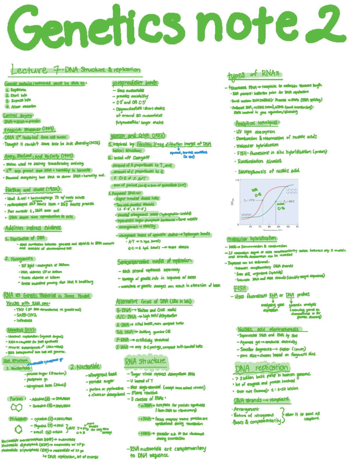 Genetics Lecture 7: DNA Structure, Replication, and Techniques (2133 ...