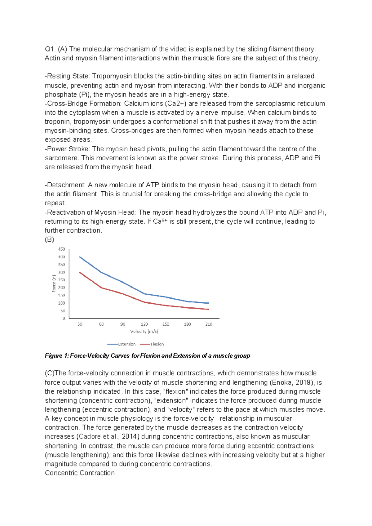 Ex phys lab report 2: Molecular mechanisms and muscle contractions ...