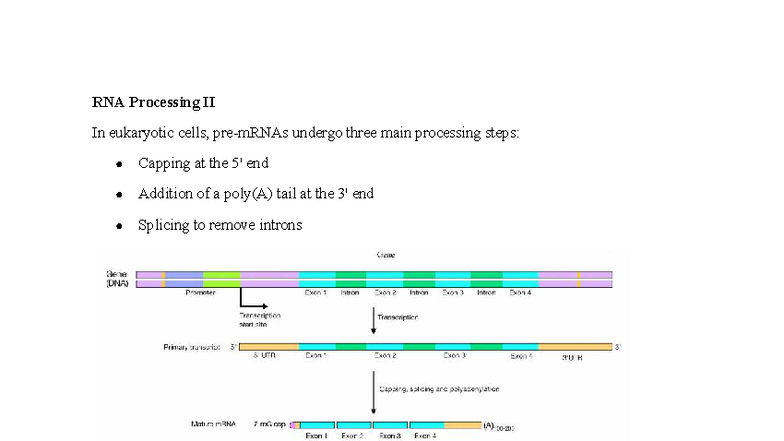 RNA Processing II - Capping, Poly(A) Tail, and Splicing Notes - Studocu