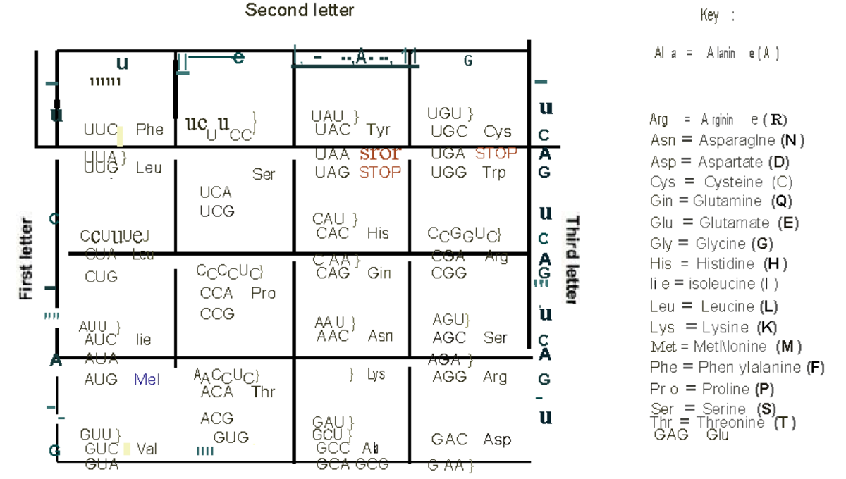 Genetic Code Chart and Amino Acid Abbreviations - Studocu