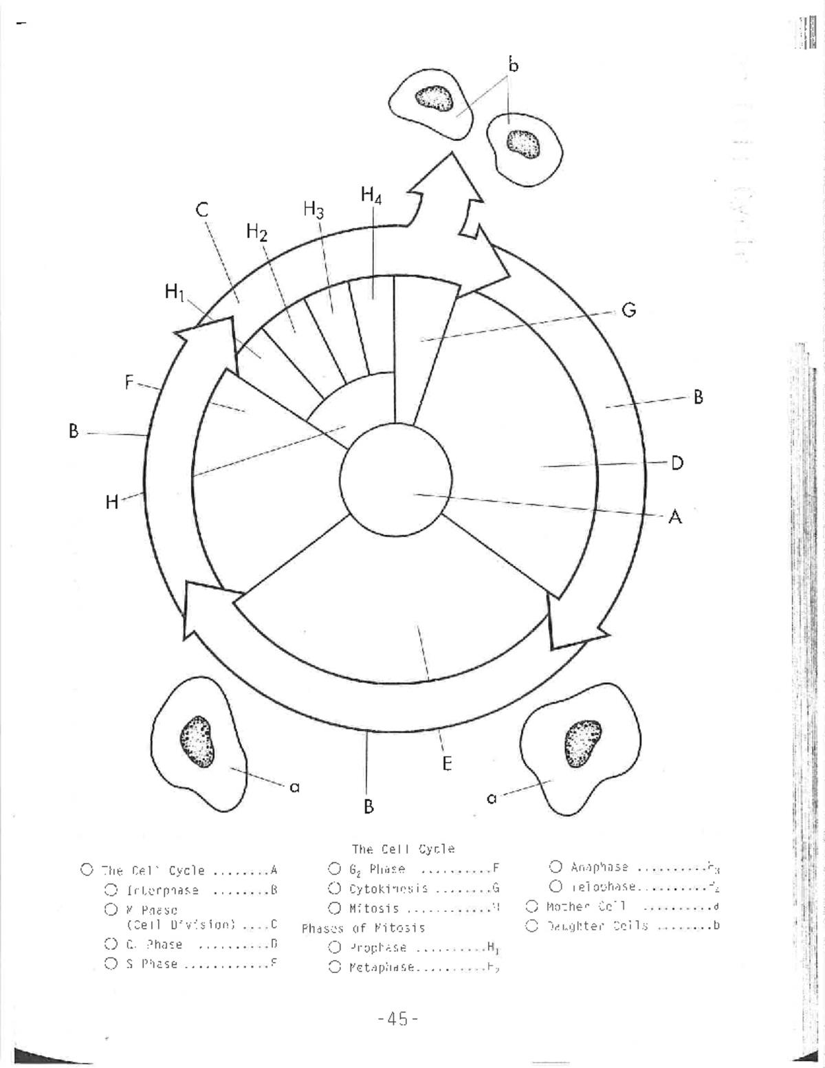 Cell cycle coloring diagram for biology 101 - Studocu