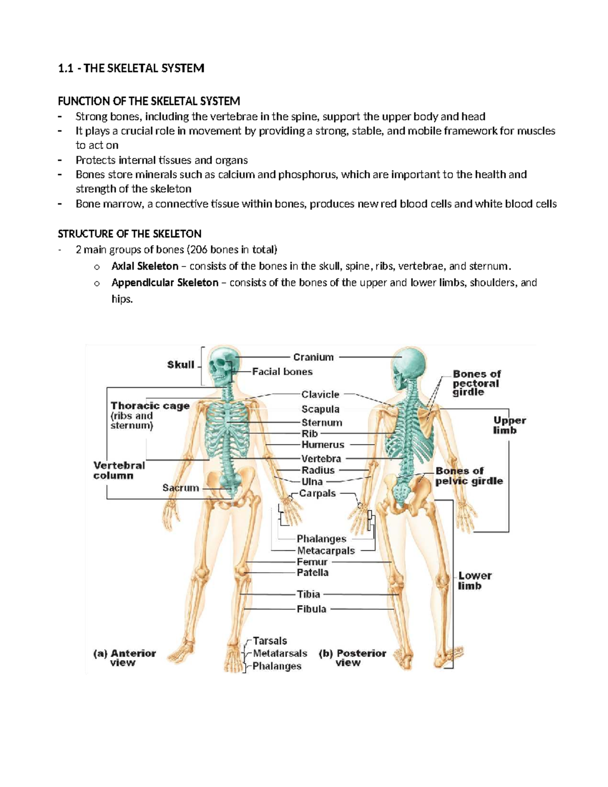Skeletal System Overview & Key Concepts - Biol 101 Lesson Notes - Studocu