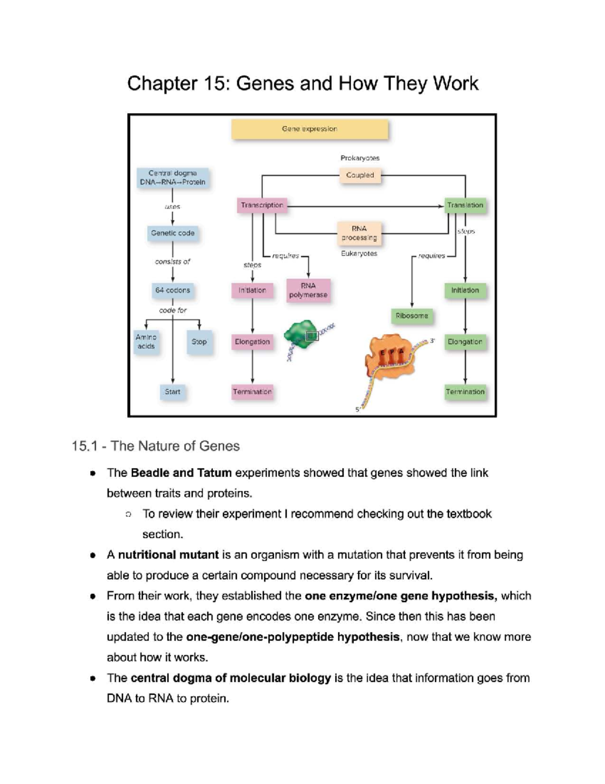 BIO 1203: Comprehensive Study Guide on Gene Expression & Translation ...