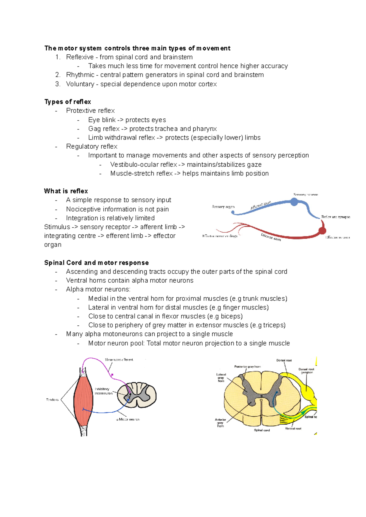 PHOL0005 Lecture Notes on Motor Control and Reflex Mechanisms - Studocu