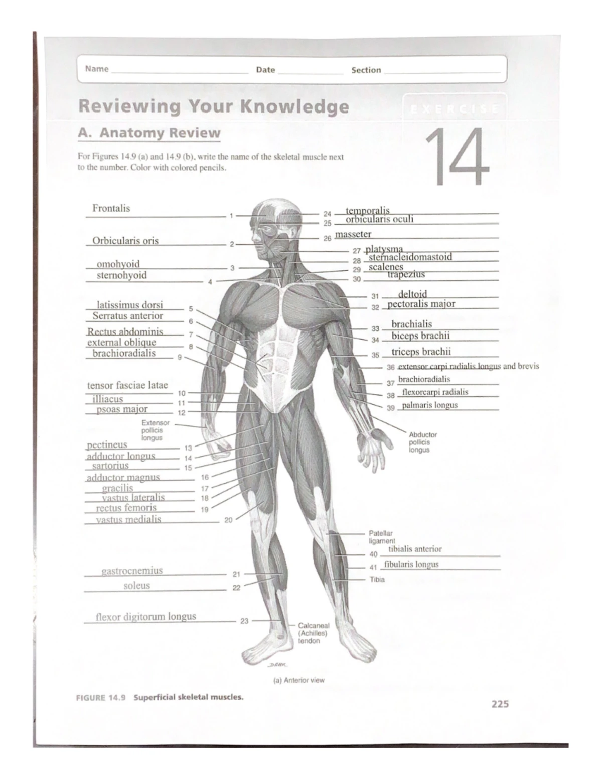 解剖学 1 Anatomy 1 Anatomy of CNS Module in Arabic 2024 (Pons, part 1), by Dr