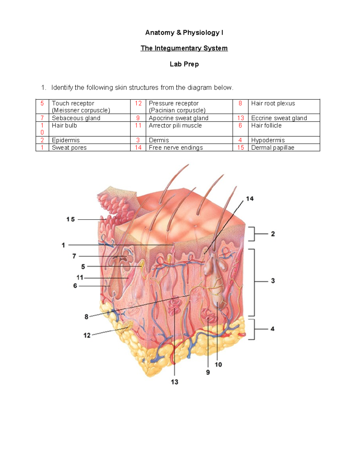 Anatomy Physiology I Lab Prep: Integumentary System Overview - Studocu