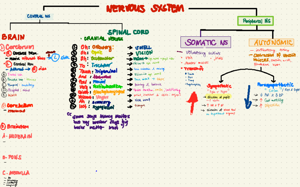 3MA: Anatomy and Physiology of the Nervous System - PPT Notes - Studocu