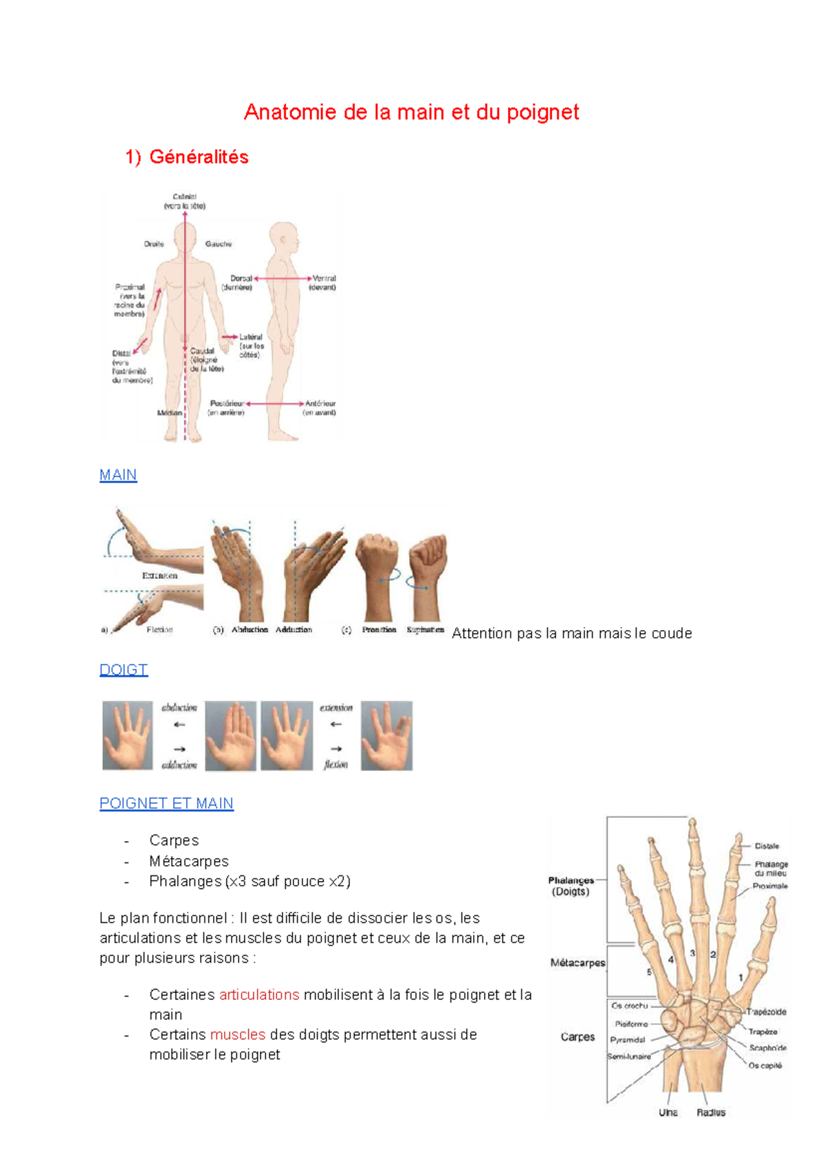 Anatomie du Poignet et de la Main - Cours - Studocu