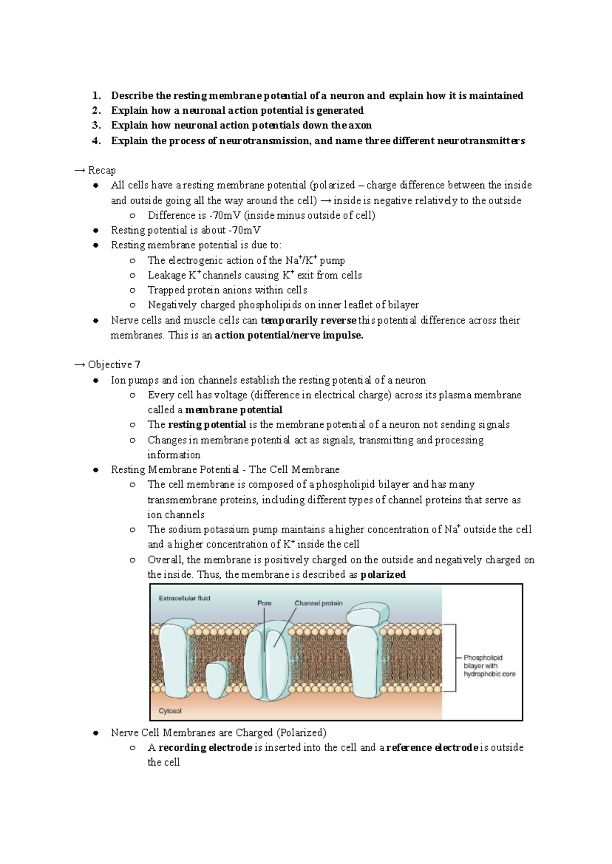Neuroscience Lecture: Resting Membrane Potential & Action Potentials ...