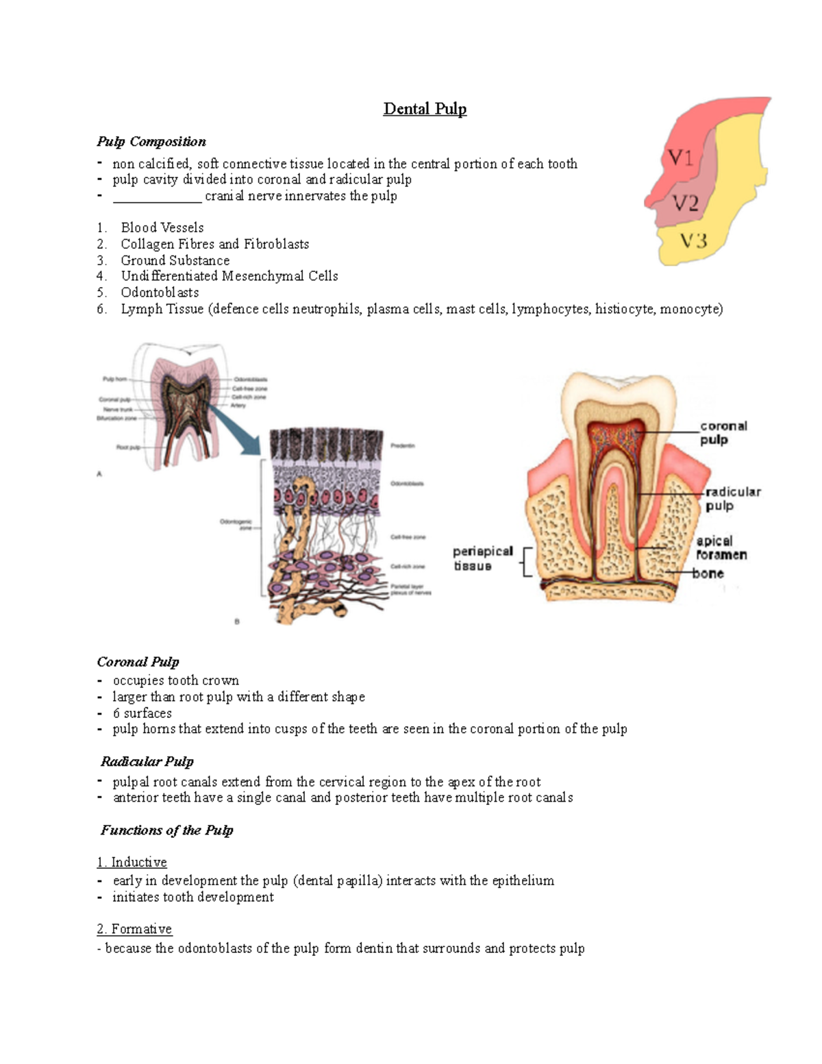 Dental Pulp Overview - Professor Rana Bazzi - Key Functions & Changes ...