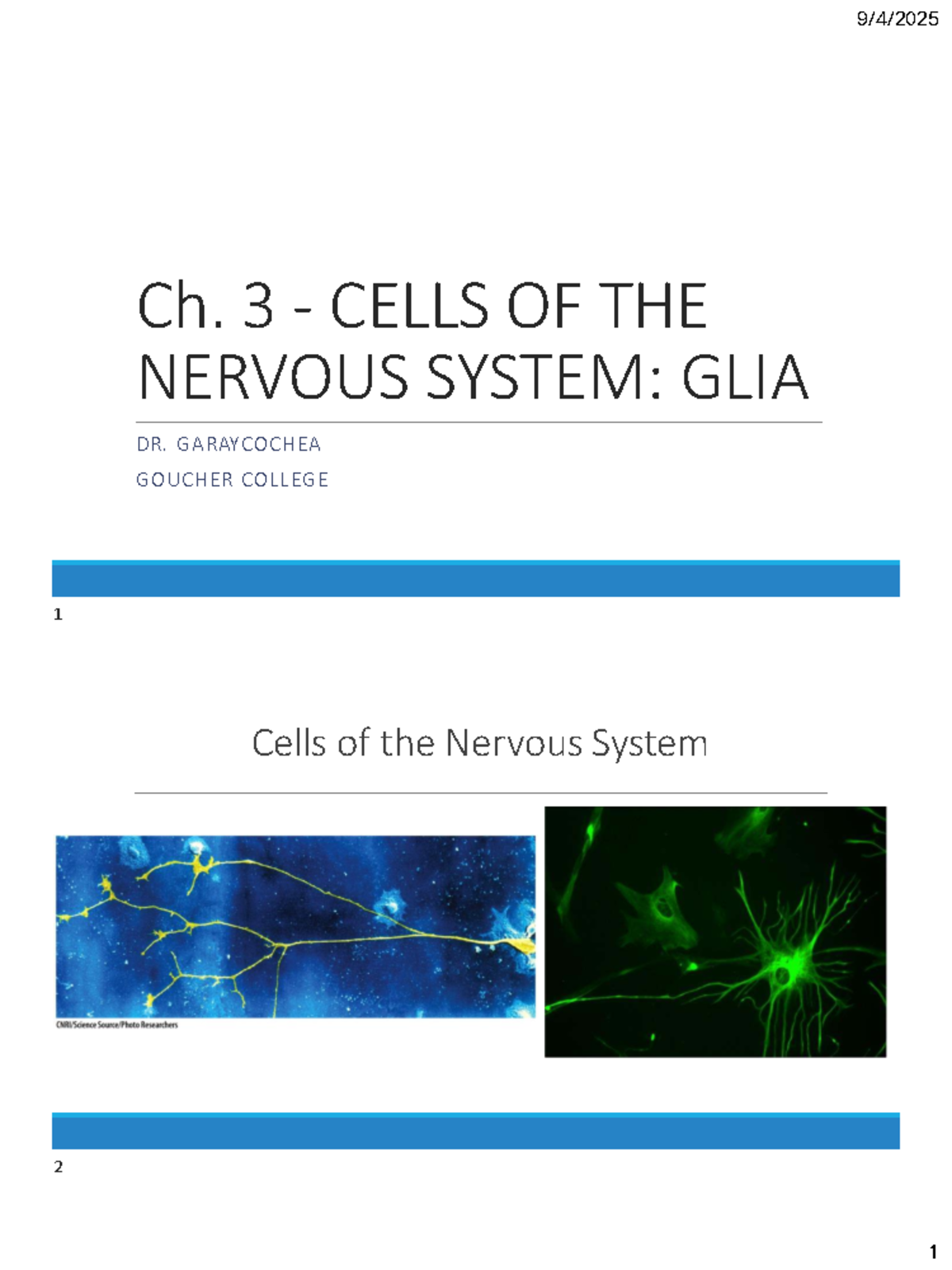 Ch. 3 - Glial Cells of the Nervous System: Functions & Types - Studocu