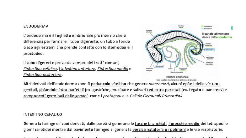 Endoderma: Sviluppo del Tubo Digerente e Derivati Embrionali - Studocu