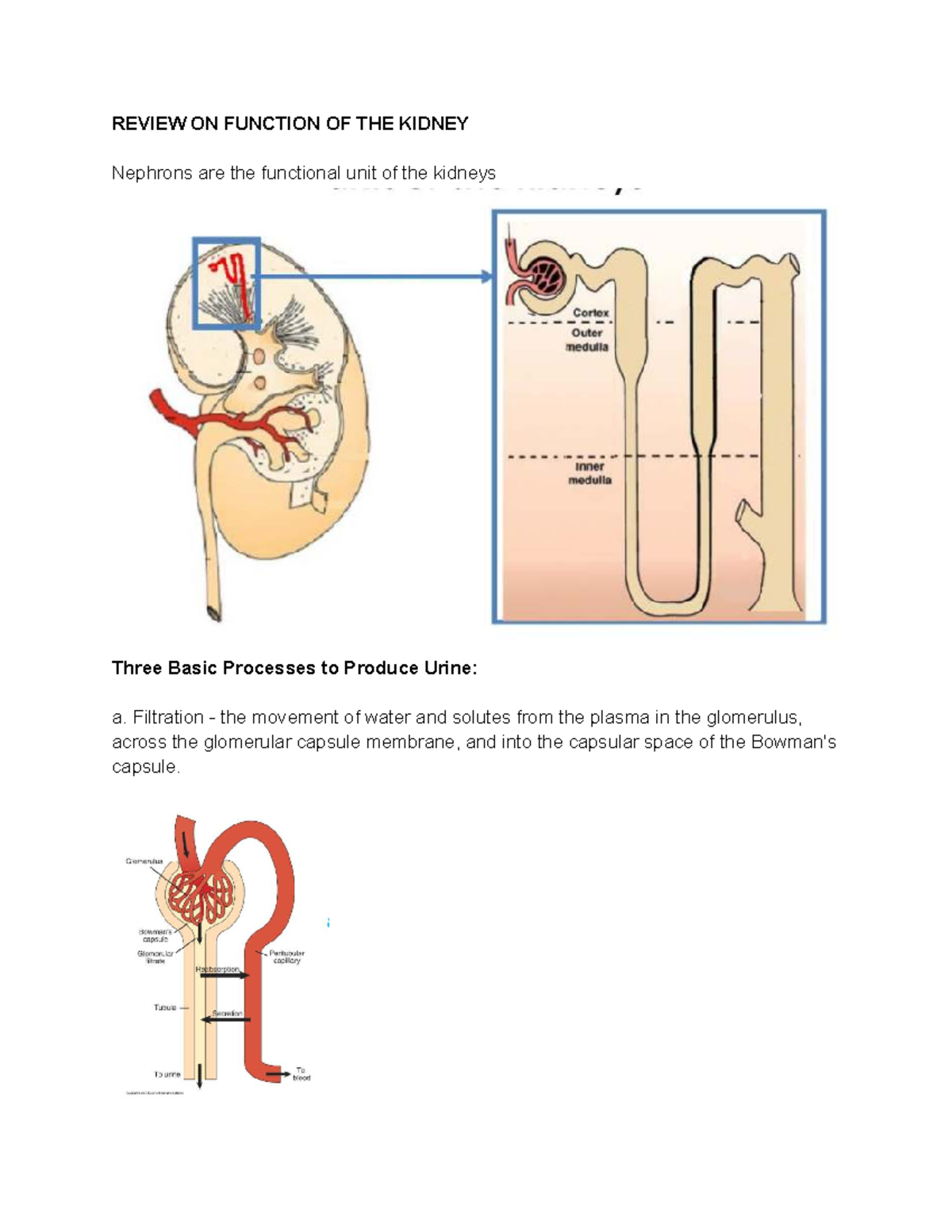 Diuretics Overview: Mechanisms, Uses, and Nursing Responsibilities ...
