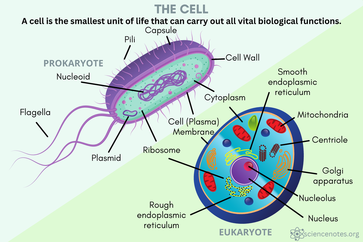 CELL - notes - Medical Laboratory Science - THE CELL Rough endoplasmic ...