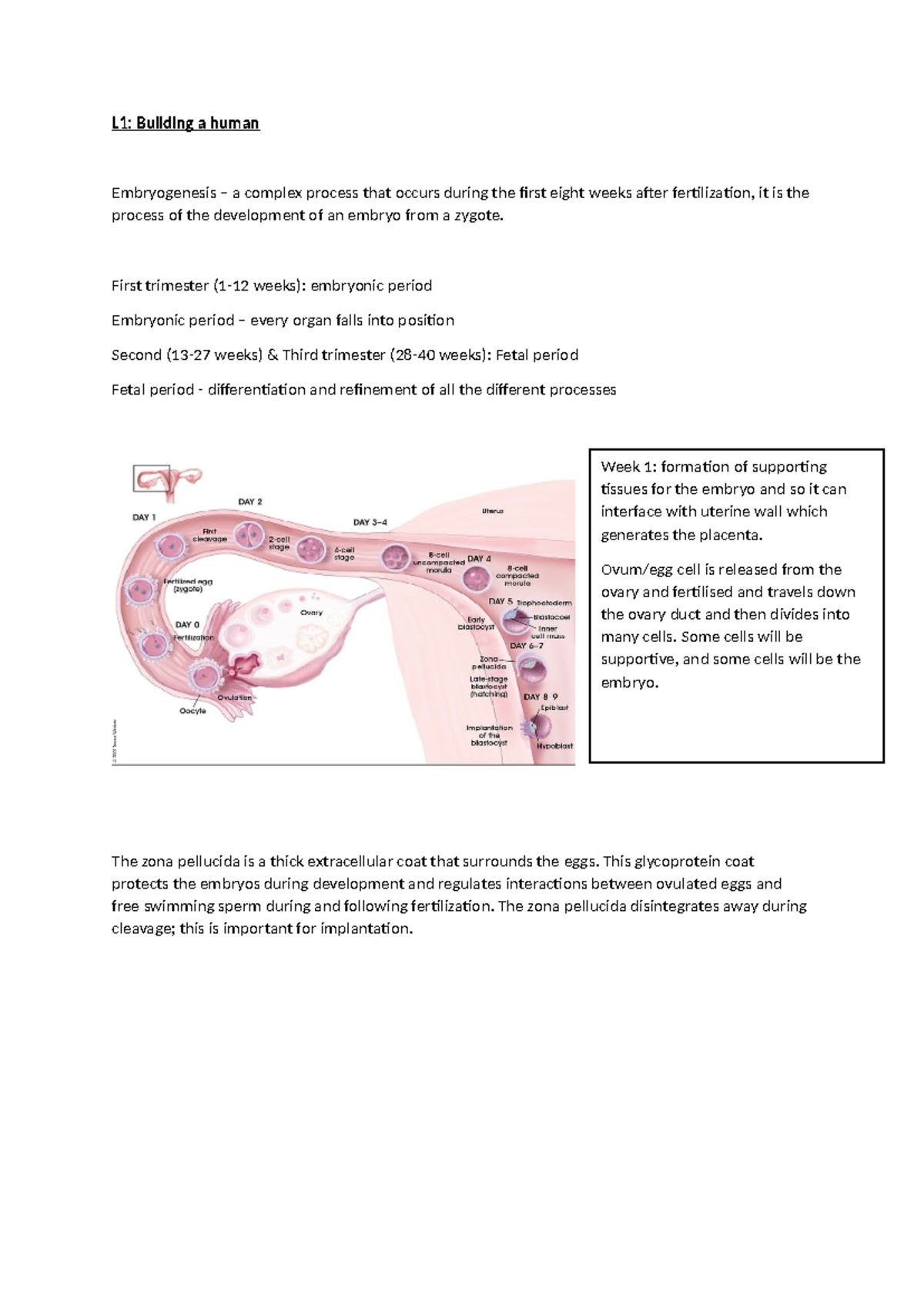 L1 - Building a Human - lecture notes - L1: Building a human ...