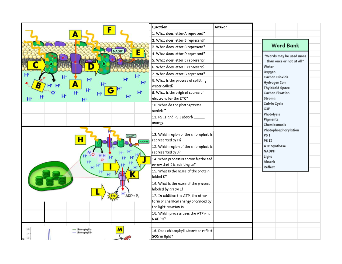 The Glycolysis And Krebs Cycle Worksheet Printable