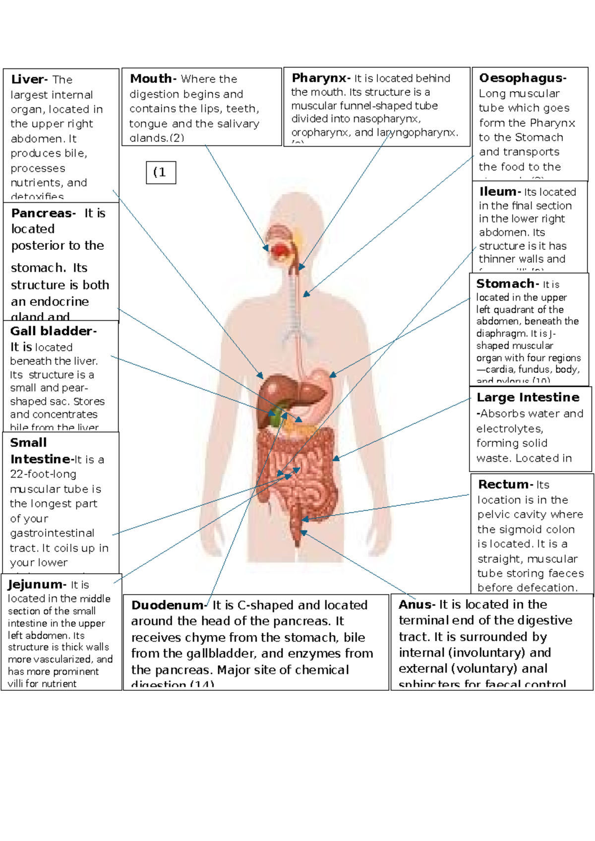 Unit 8c: Comprehensive Overview of the Digestive System - Studocu