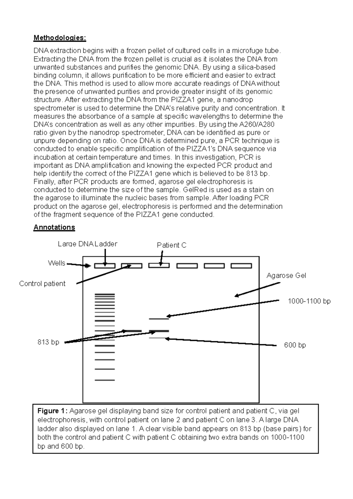 Z5585657 BIOC2201 - Practical Report on DNA Extraction & Analysis - Studocu