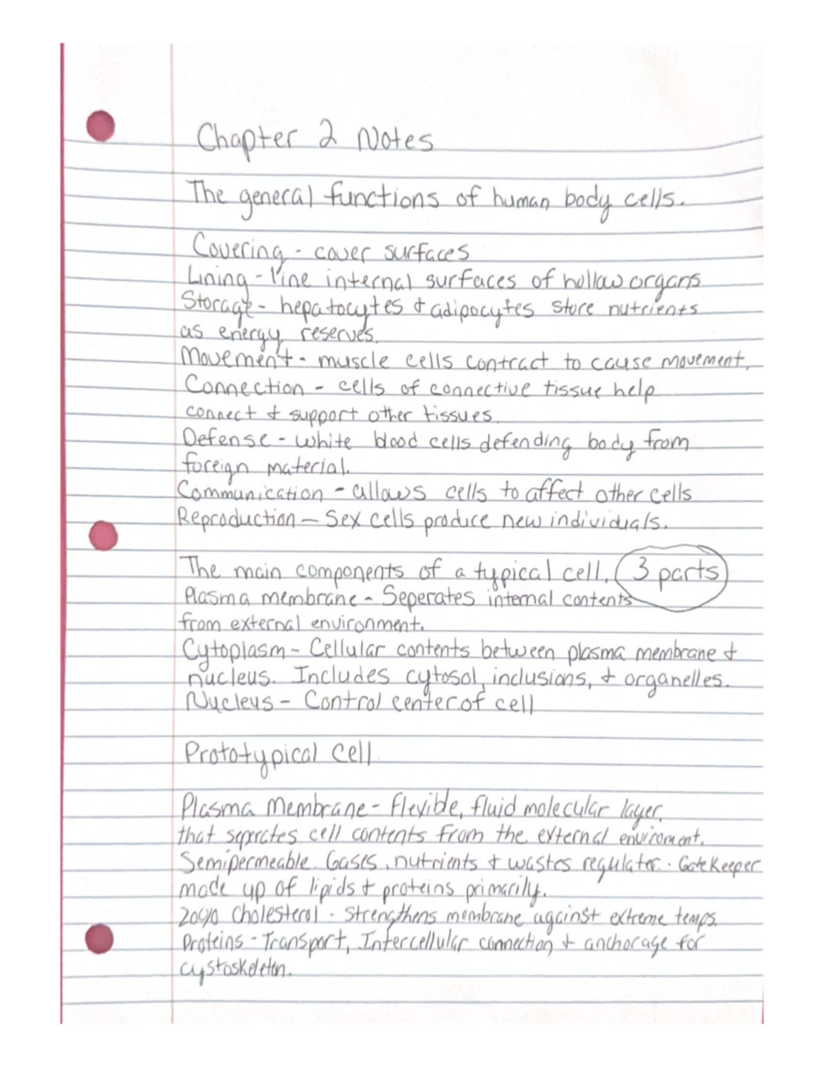 Chapter 2 Notes: Functions and Components of Human Body Cells - Studocu