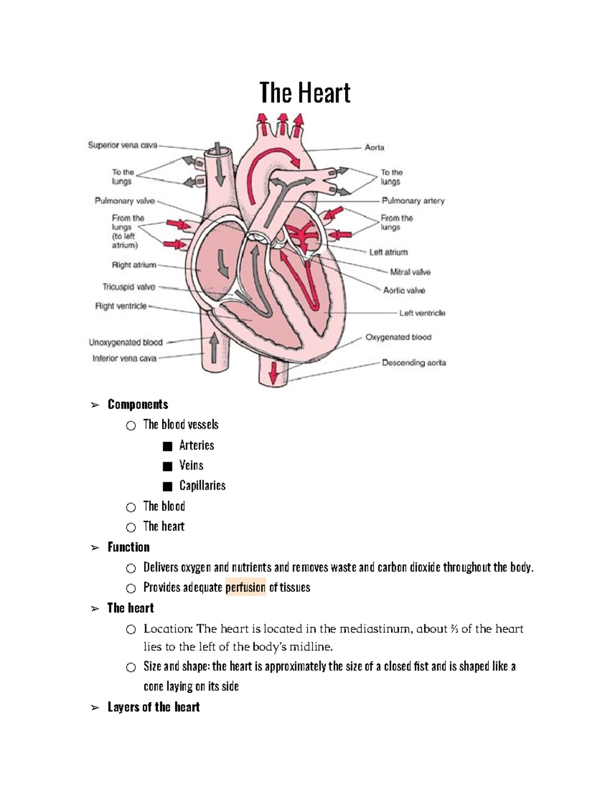 A&P II Final Exam Heart Overview and Function Notes - Studocu