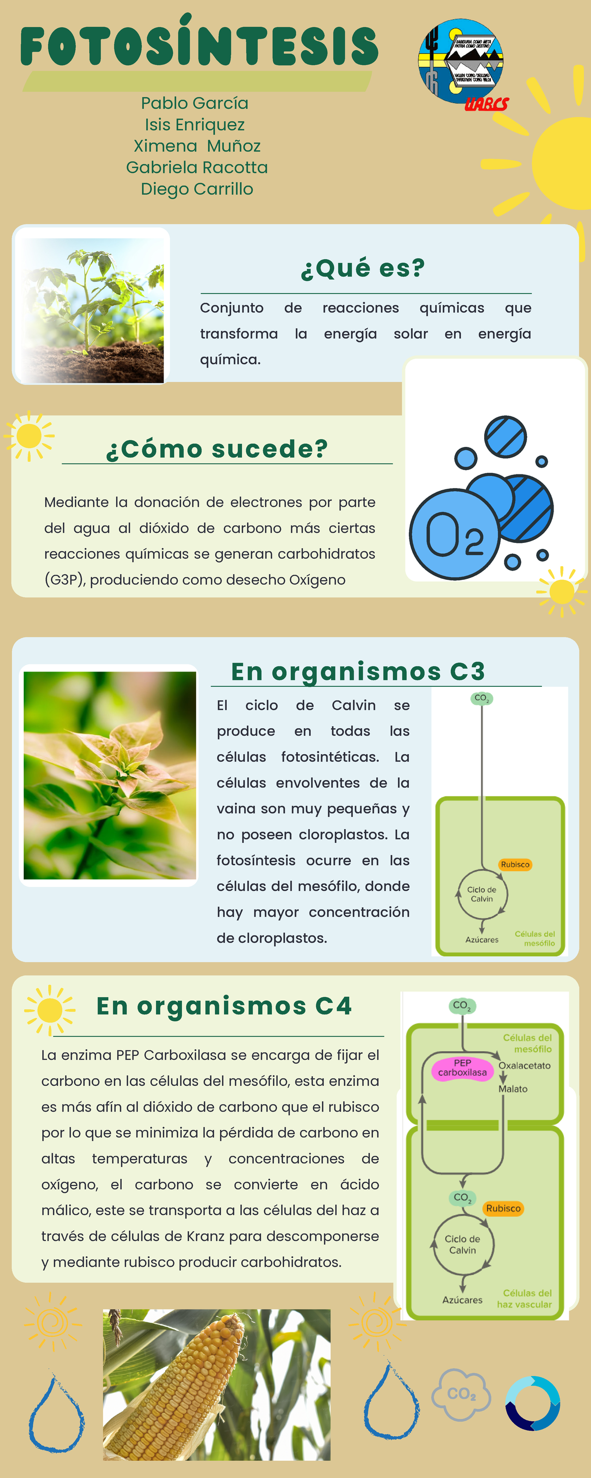 Infografía fotosíntesis - En organismos C Fotosíntesis Pablo García ...