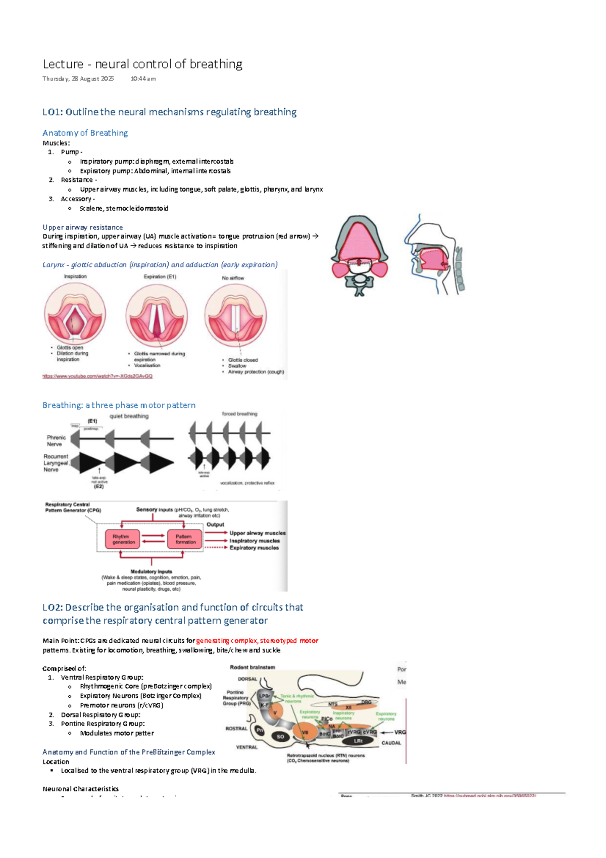 MEDI3300 - Week 4 Lecture: Neural Control of Breathing - Studocu