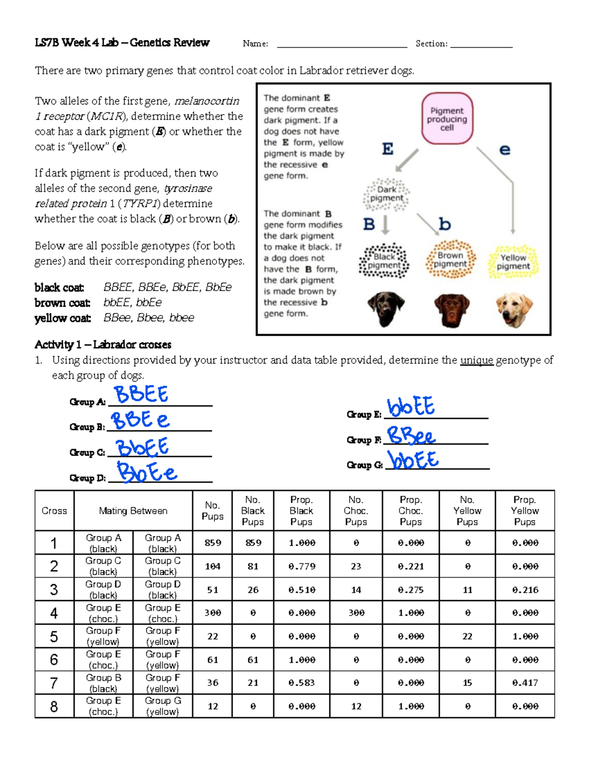 LS7B Week 4 Lab: Genetics of Labrador Coat Color Review - Studocu