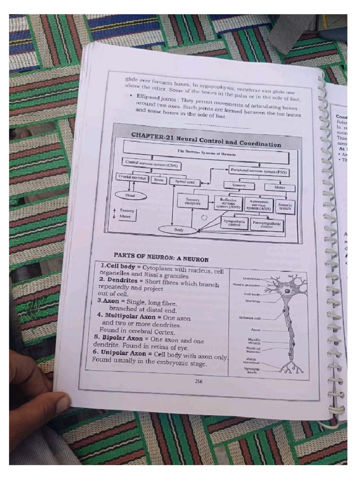 Neural Control and Coordination: Overview of Nervous System Functions ...