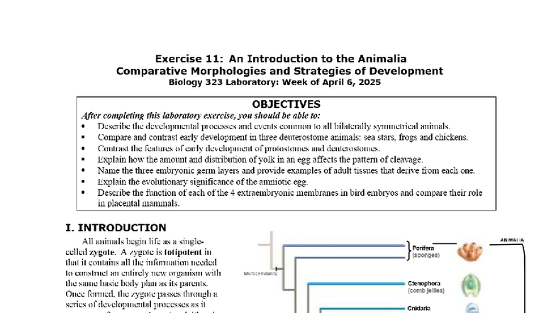Lab 11 - Comparative Morphologies of Animal Development - SP25-BIOL323 ...