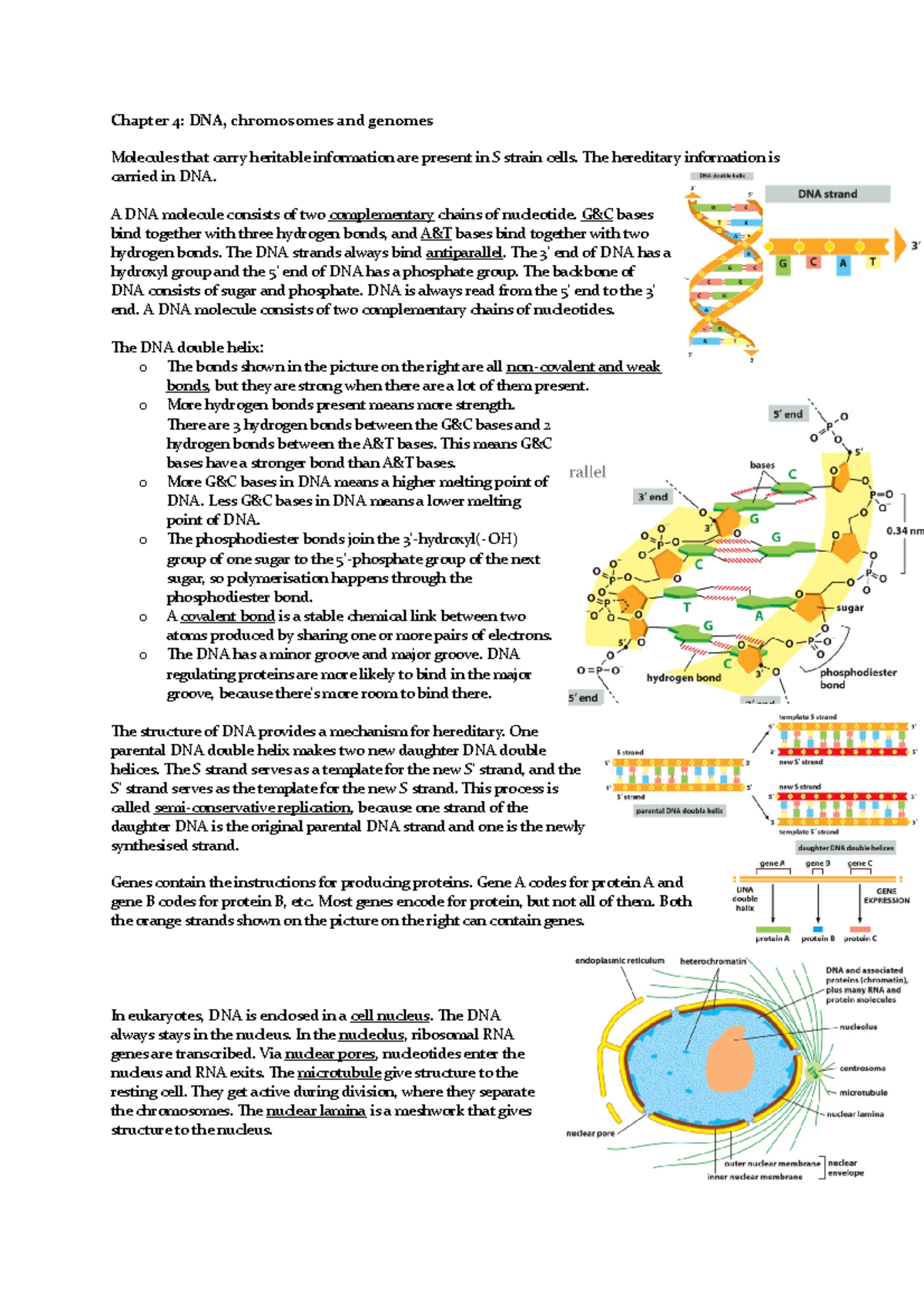 Mbotc 1 Chapter 4 Summary: DNA, Chromosomes, and Genomic Structure ...