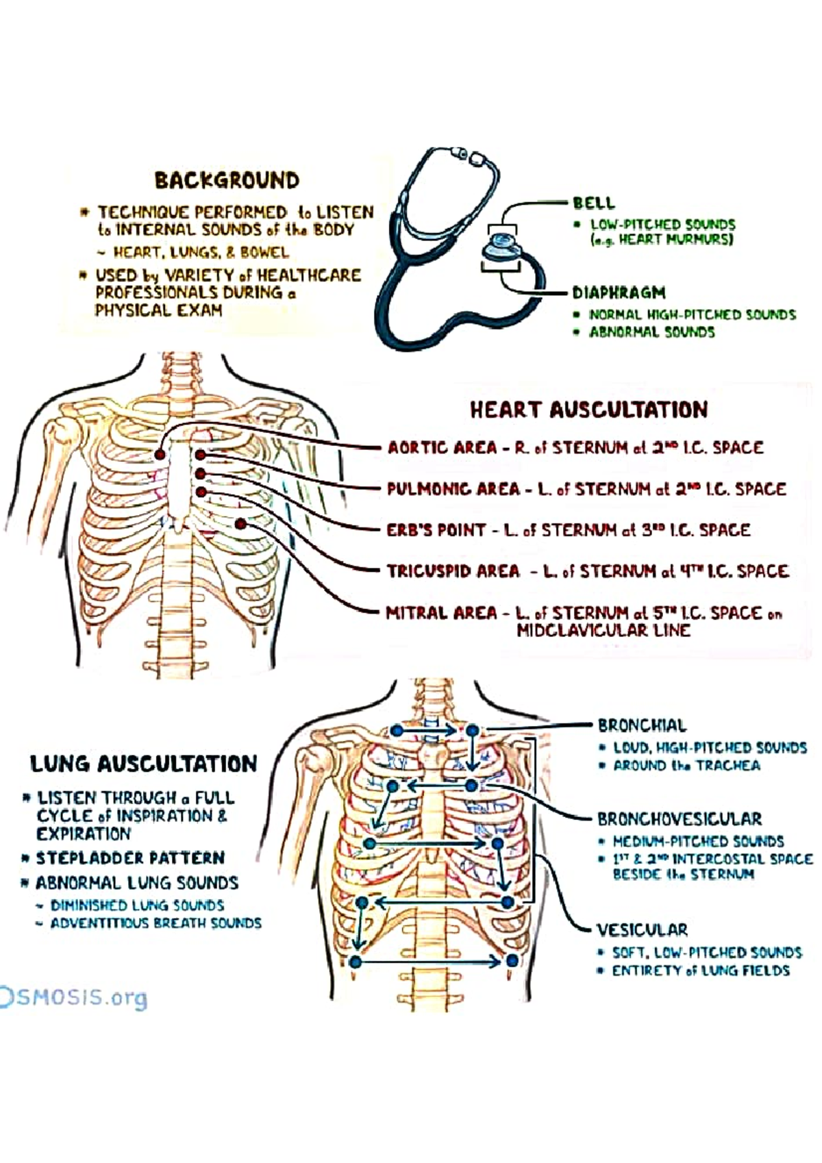 Background on Bell Technique for Auscultation of Body Sounds (HLTH 101 ...