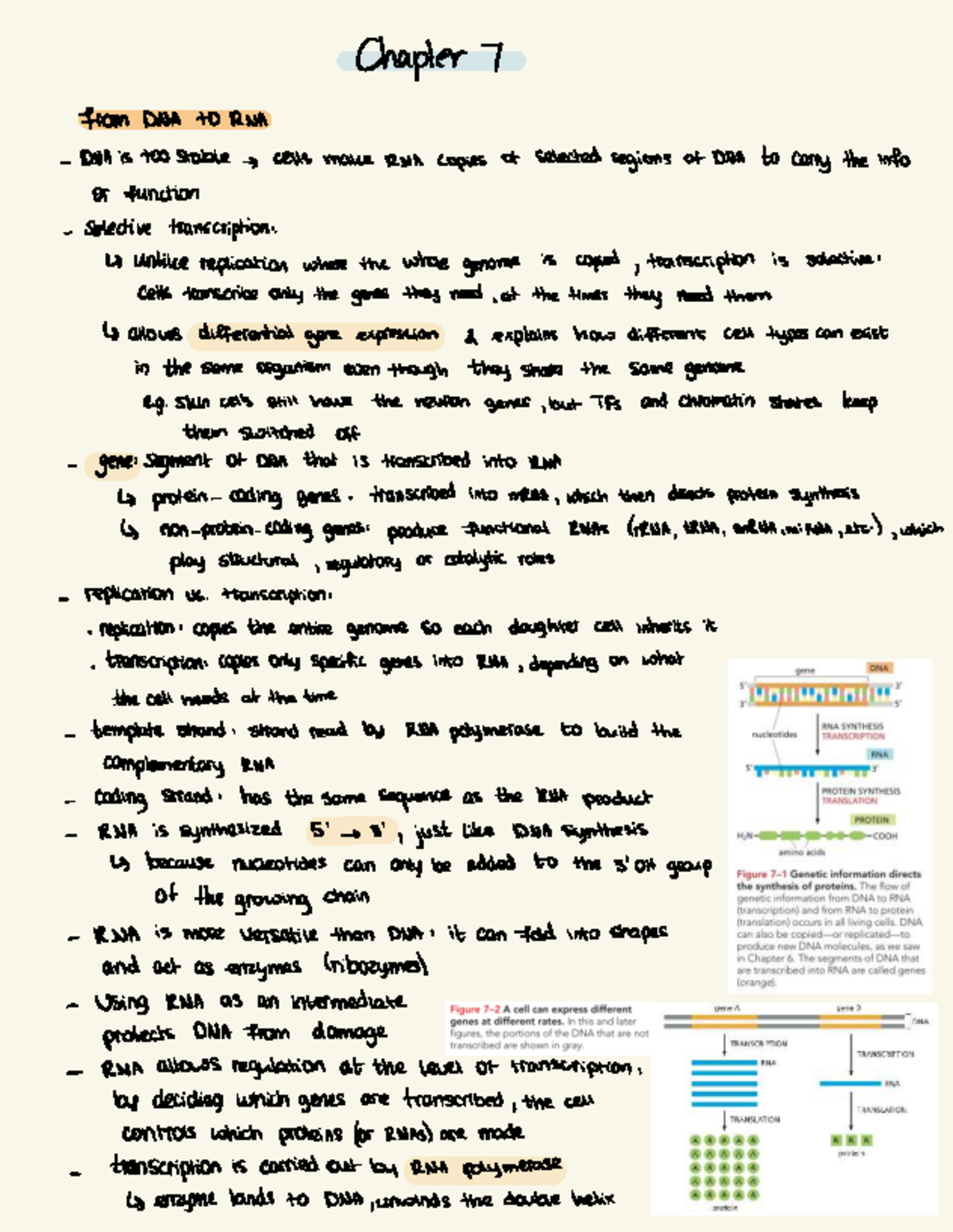 Chapter 7: From DNA to RNA - Transcription and Gene Expression in ...