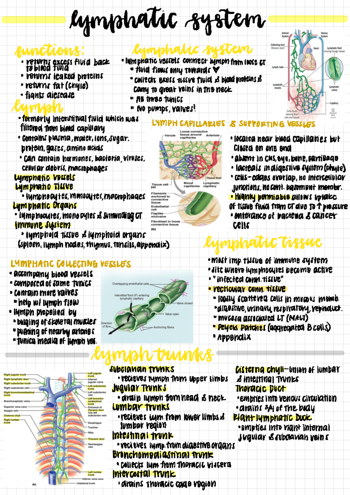 Lymphatic System lecture - lymphatic system functions: lymphatic system ...