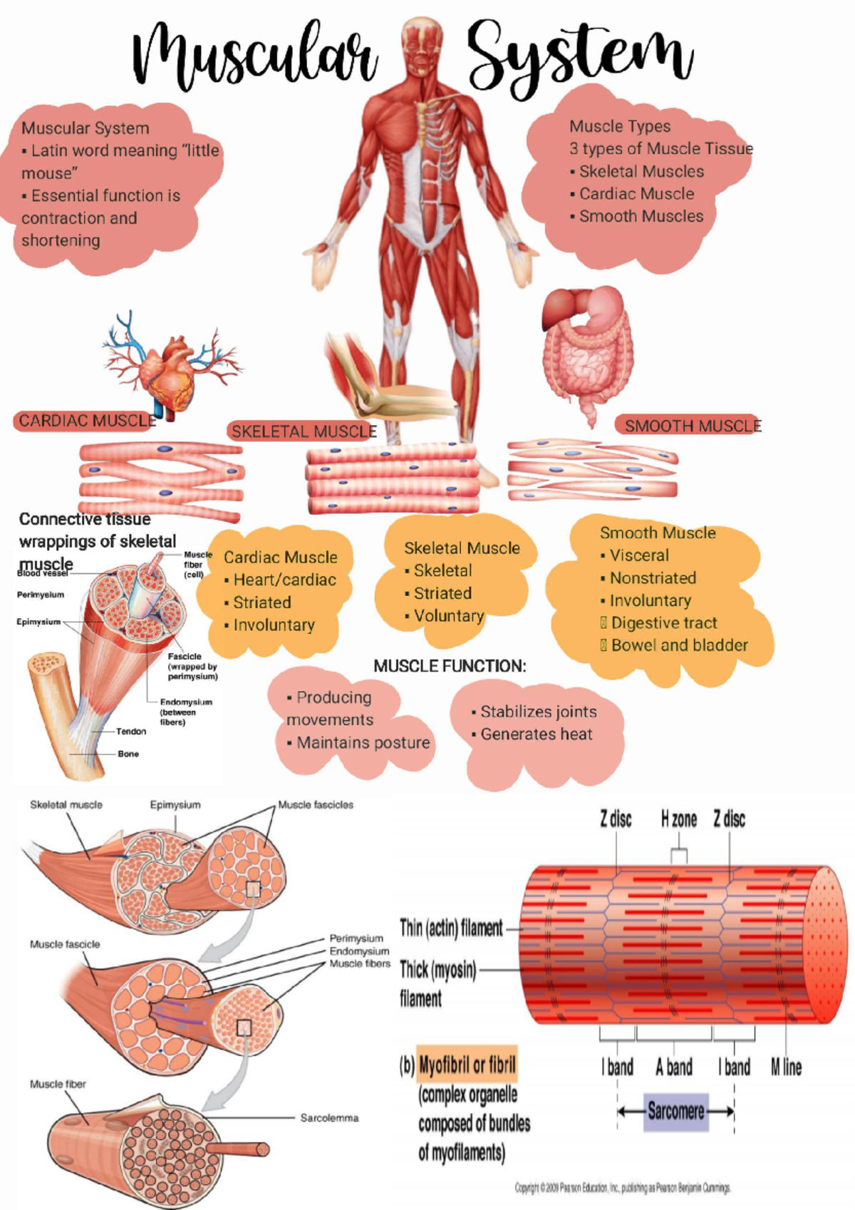Muscular System Overview: Types of Muscle Tissue (260501) - Studocu