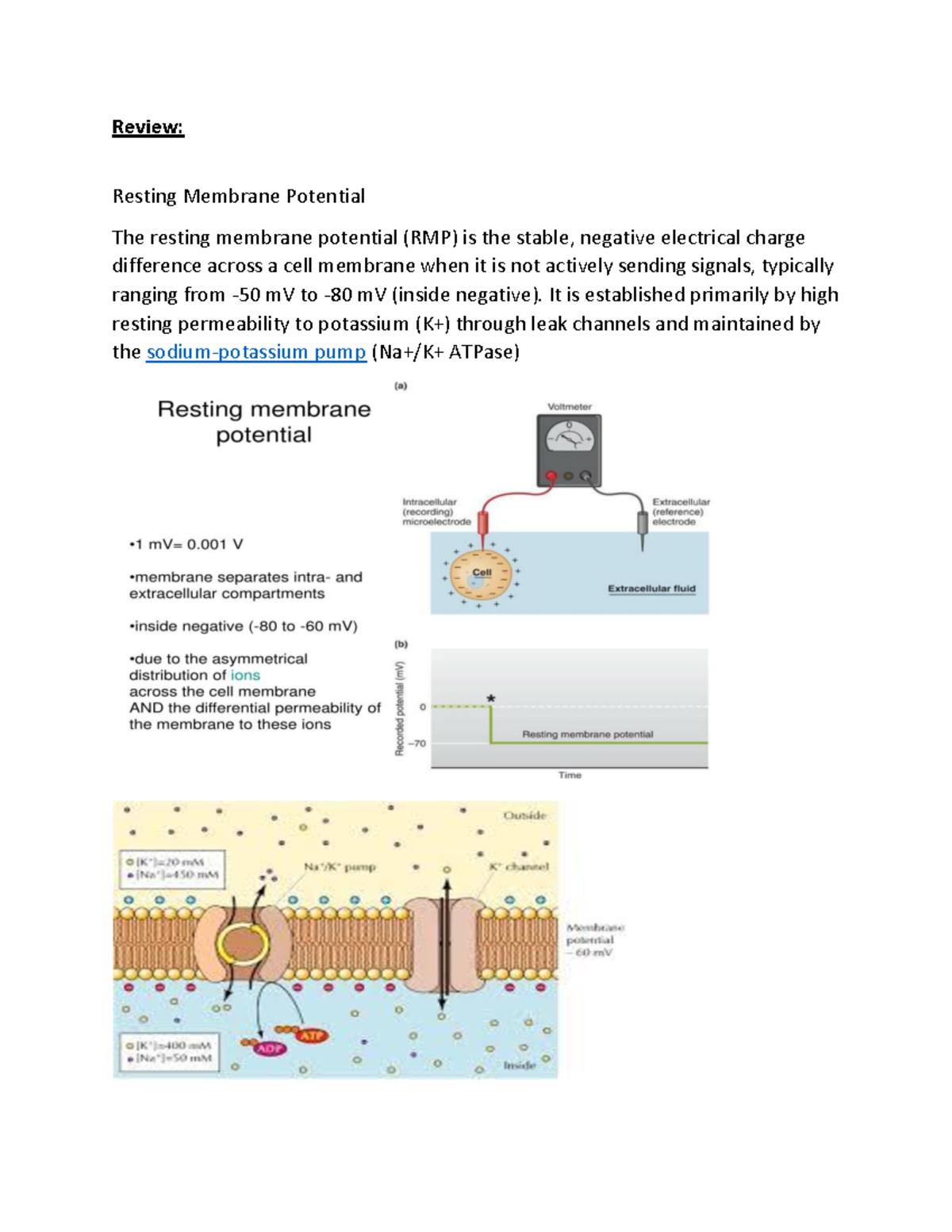 Action Potentials Review with diagrams - Review: Resting Membrane ...